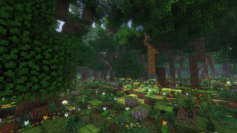 Sunlight filtering through a dense forest onto mossy ground and white flowers