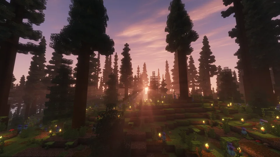 The setting sun shining between towering pine trees over a flower-covered forest floor